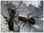 ants and insects