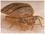 bedbug