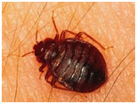 bed bugs