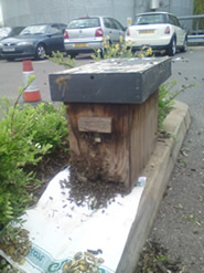 bees