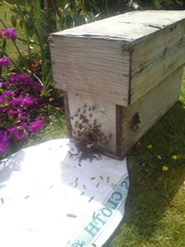 bee collection