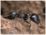 black ants