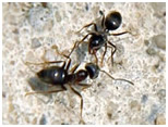 garden ants