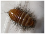 carpet beetle