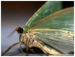 green carpet moth