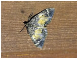 case bearing carpet moth