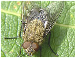 cluster fly