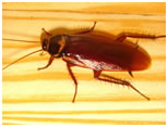 cockroach