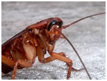 oriental cockroach