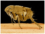 clear round pest services