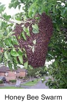 honey bee swarm