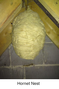 hornet nest