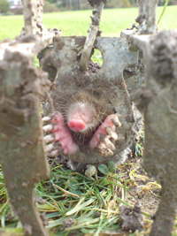 mole trap