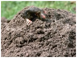 mole management