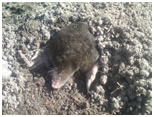 mole control