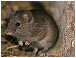 house mouse