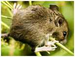 mice control