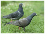 pigeons