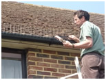 pigeon control