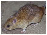 rat control