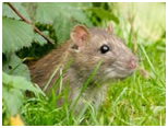 rats