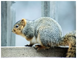 squirrel