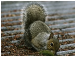 squirrels