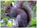 grey squirrel control