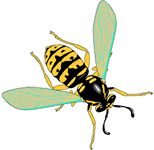 wildlife services