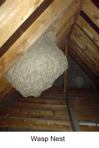 wasp nest