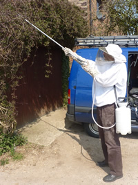 wasp treatment