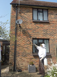 wasp treatment