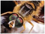 wasp and bee control