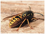 wasps