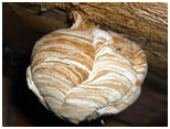 wasp nest