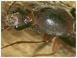 furniture beetle