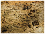 woodworm